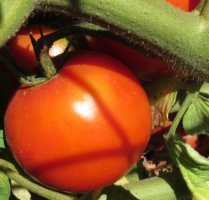 tomatoes2