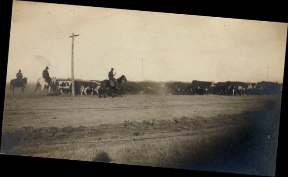 1910 men driving cattle