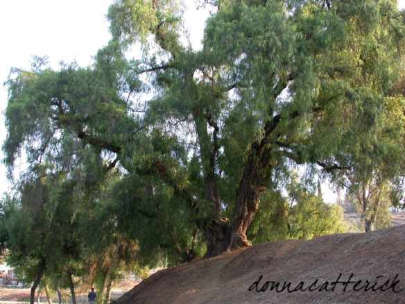 Pepper trees, Lindo Park, Lakeside, California